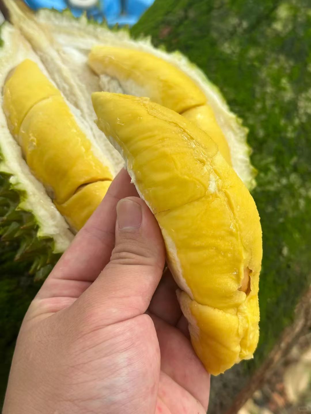 Freshly opened D24 durian pod